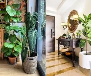 گیاهان آپارتمانی بزرگ / قدیم مجسمه میذاشتن گوشه خونه الان این قد بلندا مد شدن تو دکور