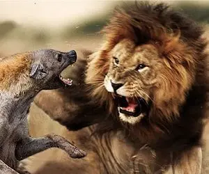 مستند حیات‌وحش؛ شکستن هیبت سلطان؛ جدالی نفس‌گیر شیر و شغال