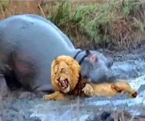 شاهکار حیات وحش / شیر شقی خشم اسب آبی رو برانگیخت کلشو کرد دهنش