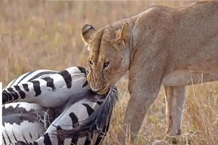 قلمرو حیوانات؛ شیر شریر طعمه رو از ته میدره میره جلو