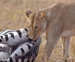 قلمرو حیوانات؛ شیر شریر طعمه رو از ته میدره میره جلو