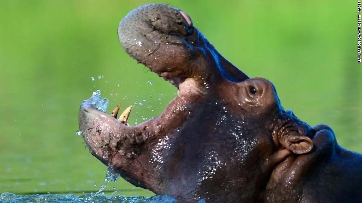 210118063037-02-pablo-escobar-hippos-exlarge-169
