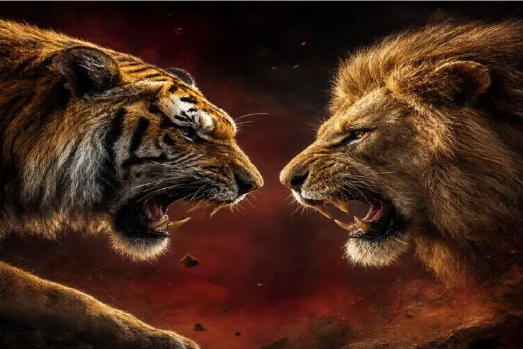 مستند حیات وحش؛ خشن‌ ترین نبردهای ببرها و شیرها برای شکارچی برتر شدن