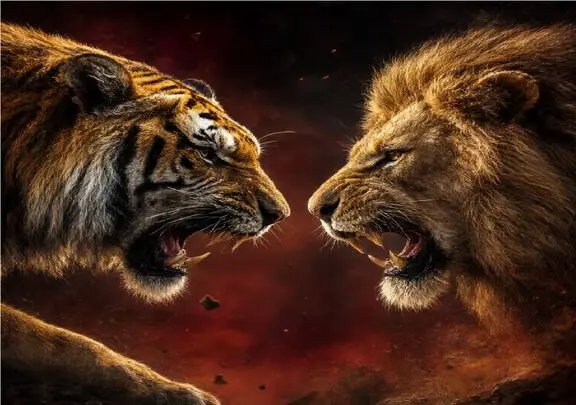 مستند حیات وحش؛ خشن‌ ترین نبردهای ببرها و شیرها برای شکارچی برتر شدن
