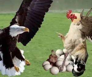 مستند حیات وحش؛ خروس به عقاب نشان داد که رئیس است