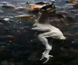 مستند کاوش؛ مرغ ماهی خوار دیده بودیم ماهی مرغ خوار نه!