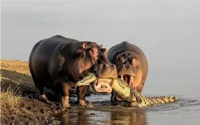 حیات وحش مصنوعی؛ نبرد خونین بقا میان اسب آبی و تمساح