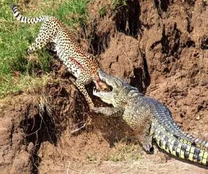 جذابیت حیات وحش؛ تمساح در مقابل یوزپلنگ اتفاقی باور نکردنی رقم میخورد