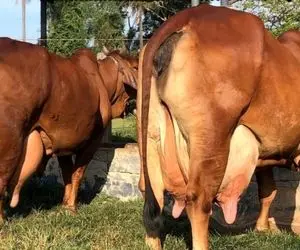 فرآوری گاو؛ گاو کوهان دار پر شیر از بس شیرش زیاده انگار به لوله کشی شهری وصله