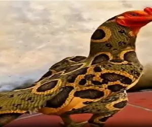 کارخانه حیوانات؛ با تزریق هورمون خروس پرورش دادن پوست ماری ازش چرم بکشن