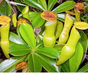 عجایب روزگار؛ اشتباه نکن باقالی نیست یه گیاه گوشتخواره که حشرات از دستش قسر در نمیرن