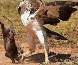 نبض وحش؛ عقاب عین رعد میزنه وسط زندگی حیوانات از هم بپاچن