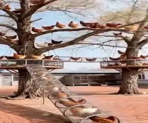 دامداری نوین؛ برا این که مرغا زمینو کثیف نکنن و جا نگیرن براشون رو درخت لونه ساختن