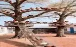 دامداری نوین؛ برا این که مرغا زمینو کثیف نکنن و جا نگیرن براشون رو درخت لونه ساختن