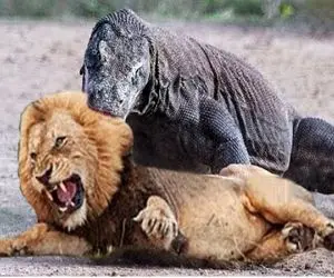 از بدایع حیات وحش؛ اژدهای کومودو حیا نکرد شیر خسته رو که دید از قفا سرشو برید