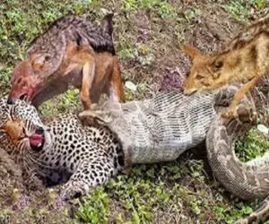 صحنه دهشتناک؛ کفتارا رفتن پلنگ و از دهن مار نجات بدن خوشونم نشستن به خوردن