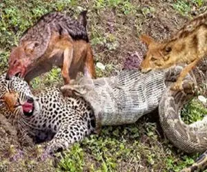 صحنه دهشتناک؛ کفتارا رفتن پلنگ و از دهن مار نجات بدن خوشونم نشستن به خوردن