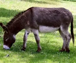 (ویدیو) شستن خر در یکی از کارواش‌های تهران!