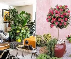 گیاهان دفع کننده انرژی منفی؛ با اینا انرژی های مثبت جلو در خونت صف میکشن که بترکونن