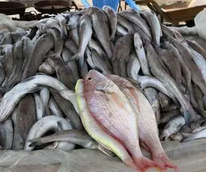ماهی ۳۰ درصد گران شد