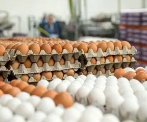 قیمت روز تخم مرغ در بازار امروز دوشنبه 6 بهمن 99