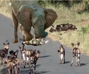 بر مدار وحش؛ فیل قیصر جنگله بین کفتارها