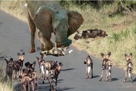 بر مدار وحش؛ فیل قیصر جنگله بین کفتارها