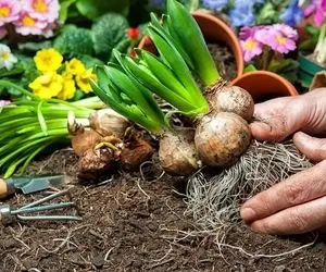 راهنمای خرید پیاز گل و کاشت گیاهان پیازی