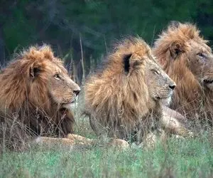 از جذابیت های حیات وحش؛ حمله بی رحمانه سه شیر نر جوان به شیر پیر نشسته لب آب!