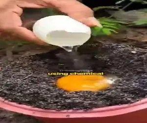 کشاورزی نوین؛ با یه دونه تخم مرغ چنان درخت سیبی عمل آوورد که باید تو گینس ثبتش کنن