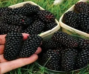 کشاورزی نوین؛ شاتوت ها رو تو مزرعه جوری دستکاری کردن یکیش اندازه ی کله ی آدمه