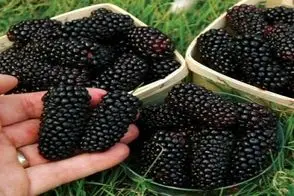 کشاورزی نوین؛ شاتوت ها رو تو مزرعه جوری دستکاری کردن یکیش اندازه ی کله ی آدمه