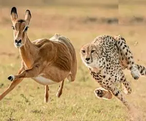 مستند حیات وحش / وضعیت موش بدو گربه تورو نگیره آهو با پلنگ