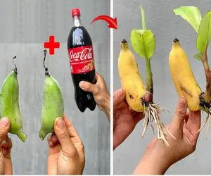 ایده‌های دیوانه‌وار؛  رشد فوق العاده  سریع میوه نوشابه بکار موز درو کن
