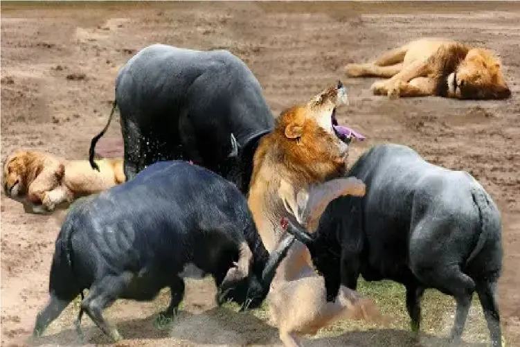 مستند حیات وحش؛ گاومیش‌؛ شیر