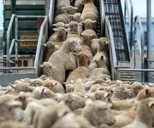 کارخانه حیوانات؛ مزرعه مدرن دامپروری تو استرالیا که دستگاه داره واسه سونوگرافی گوسفند