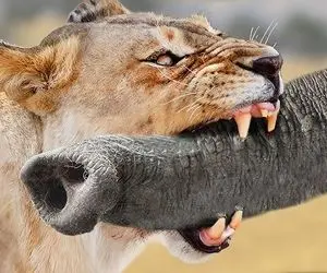 از جذابیت های حیات وحش؛ شیر وحشی خرطوم فیل رو محکم گاز گرفت و بینوا جیغش رفت هوا