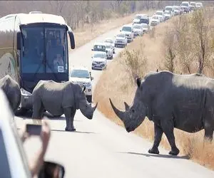 از جذابیت‌های حیات وحش؛ کرگدنا خیلی ریلکس وسط جاده ایستادن و تکون هم نمیخورن 