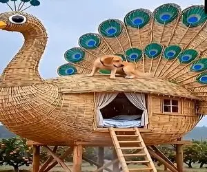 معماری خلاقانه؛ با الهام از طاووس خونه ساختن دیدنی فک آدم میفته تازه کار یه پیرمرده