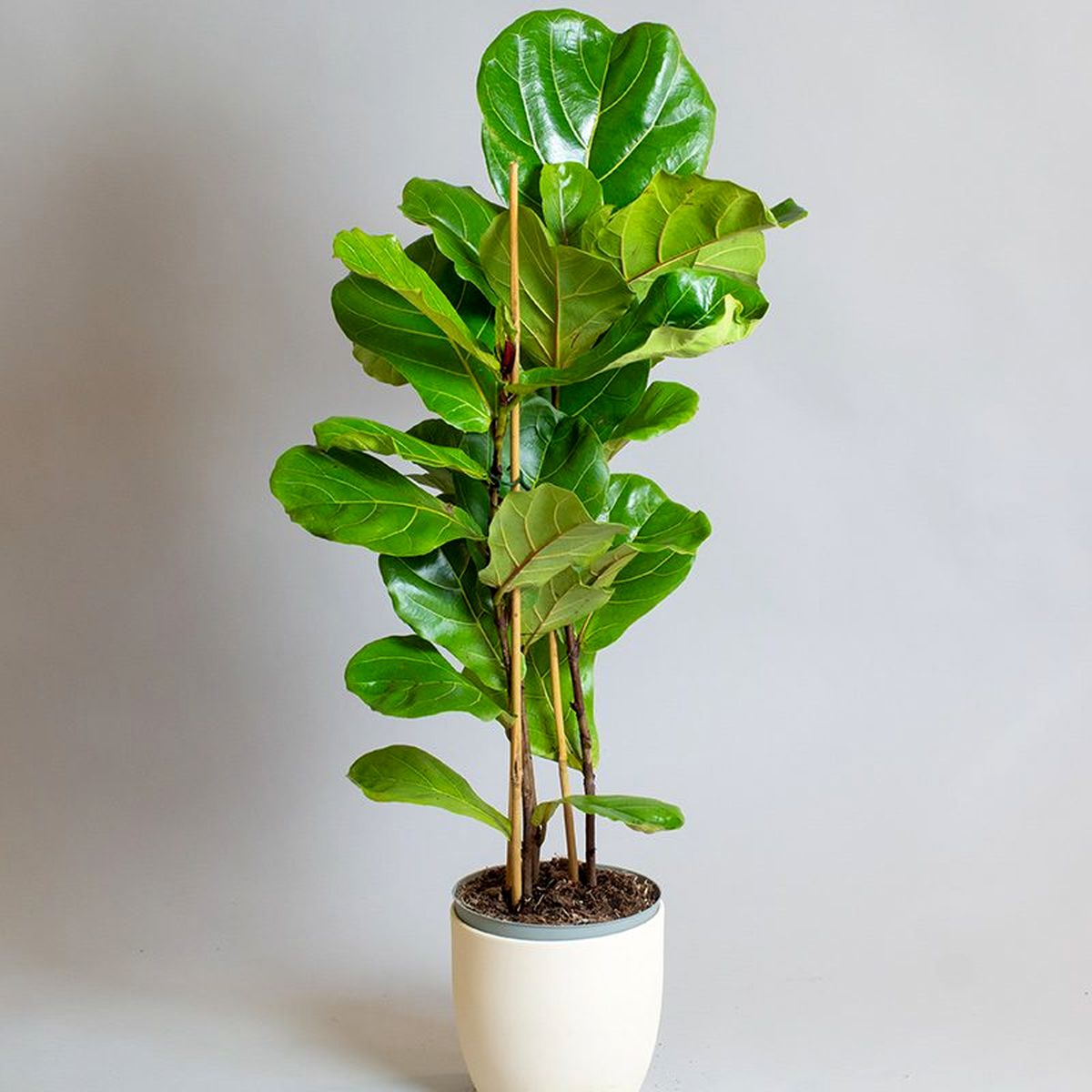 Ficus-Lyrata-SINGLE-5L