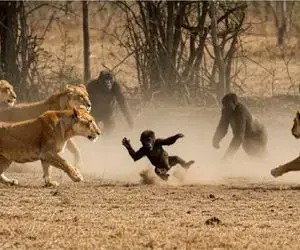 مستند حیات وحش؛ حمله 5 شیر قصی القلب به بچه گوریل با پایان شگفت انگیز