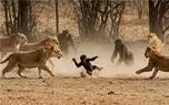 مستند حیات وحش؛ حمله 5 شیر قصی القلب به بچه گوریل با پایان شگفت انگیز