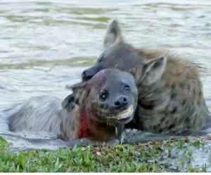 جنگ قدرت؛ کفتارهای سفاک سر اینکه کی رئیس قبیله باشه دعواشون شد پوست همو پاره کردن