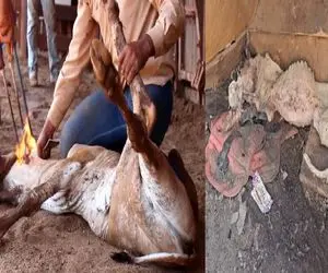 کارخانه حیوانات؛ اسب‌های دم مرگو میندازن تو چرخ استخوناشم له شه بسته بندی میفروشن