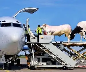 جا به جایی های عظیم؛ گاوهای گران رو سوار هواپیما میکنن تا تو مسیر نترسن شیرشون خشک شه