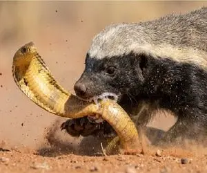 مستند حیات وحش؛ گورکن یه گوری برای مار میکنه به درازای خودش