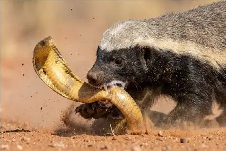 مستند حیات وحش؛ گورکن یه گوری برای مار میکنه به درازای خودش