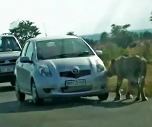 معماری طبیعت؛ اتومبیل اسپرتی که چشم شیر رو گرفت و زیر دندونش مزه کرد