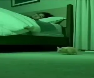 طنز حیات وحش؛ پیشی ملاقه بدست افتاده دنبال موش / برگای صاحبش ریخته