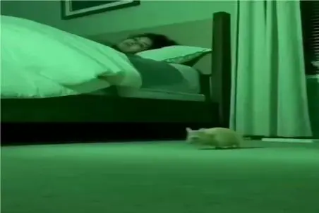 طنز حیات وحش؛ پیشی ملاقه بدست افتاده دنبال موش / برگای صاحبش ریخته